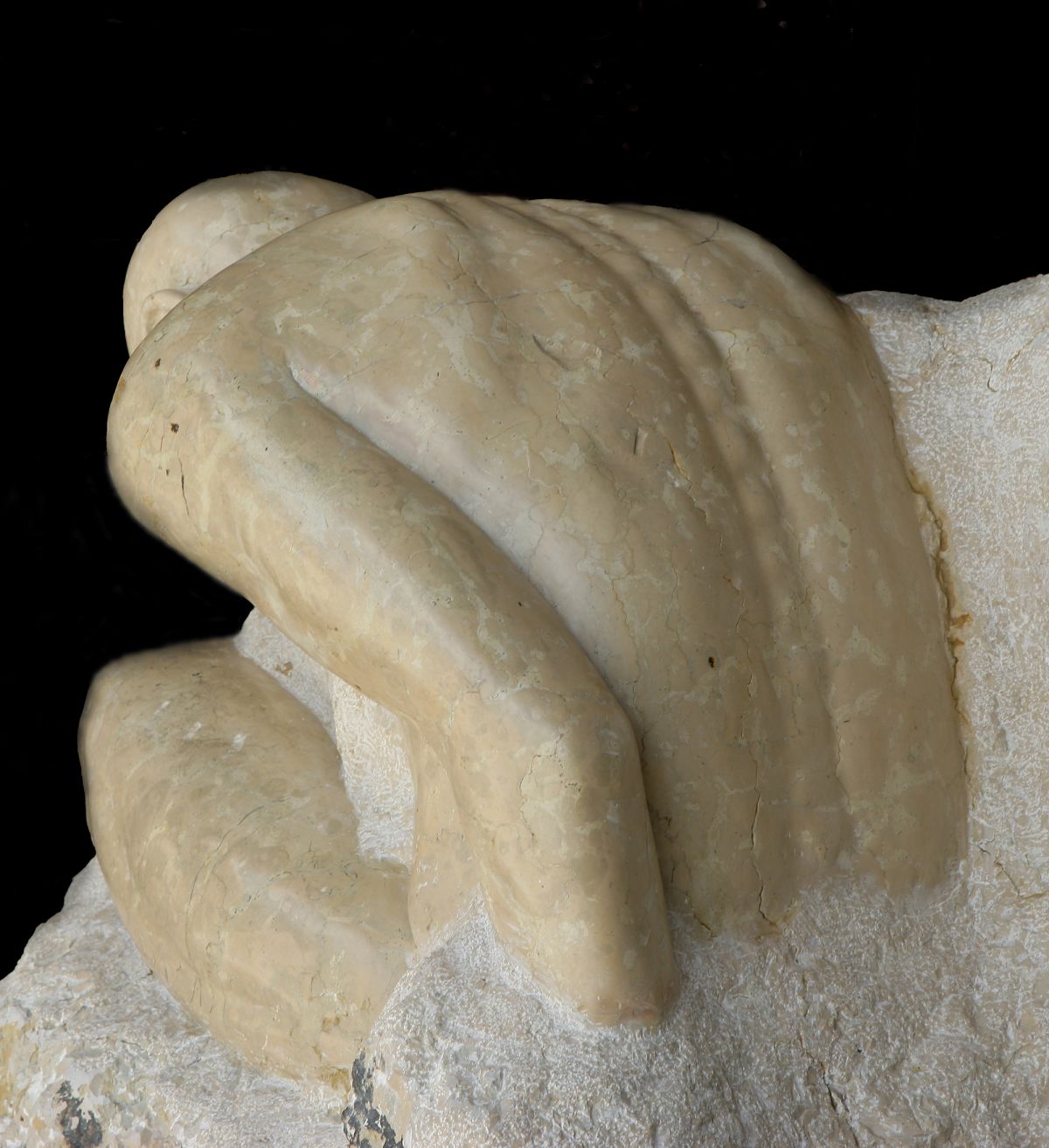 Robustae mentis est solidam sapientiam sustinere - Cingoli, Marche